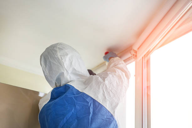 Best Attic Mold Removal  in Kirkland, WA